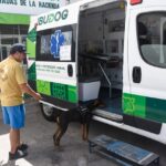 perro3