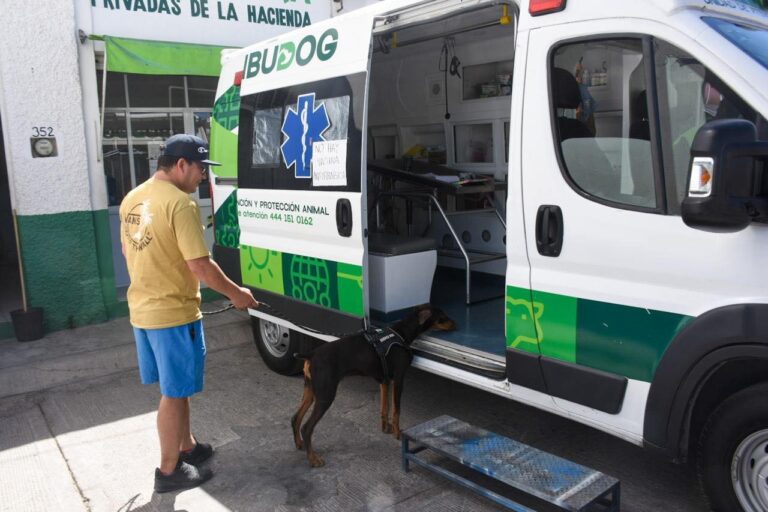perro3
